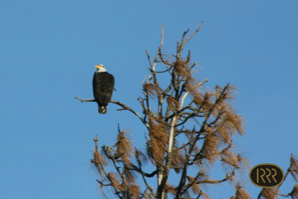 A bald eagle surveys its territory